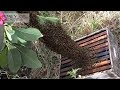 Swarm