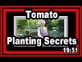 Tomato Planting Secrets - Wisconsin Garden Video Blog 395