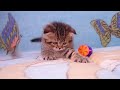 Видео Продаются котята из питомника Файна Киця