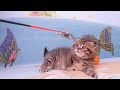 Video Продаются котята из питомника Файна Киця