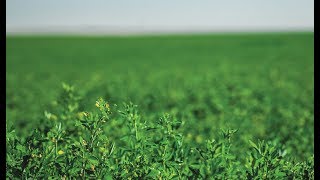Preparing The Soil And Field For Alfalfa Hay