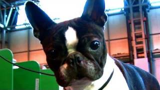 How To Know About Boston Terrier