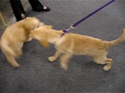 labradoodle vs golden retriever goldendoodle vs golden retriever puppies labradoodle vs golden retriever goldendoodle vs golden retriever puppies