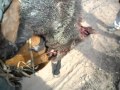 caza de chancho con perro