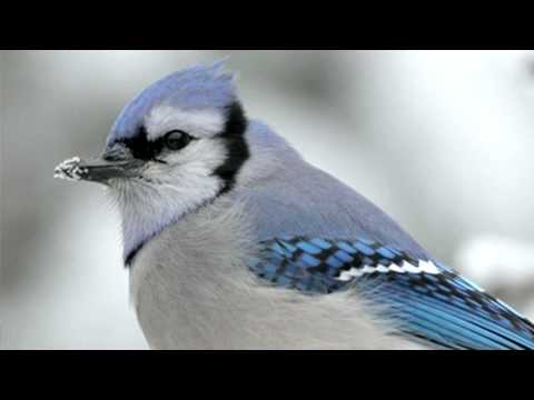 ghulam farid: meda ishq vi: pathaney khan خواجہ غلام فرید: میڈا عشق وی...