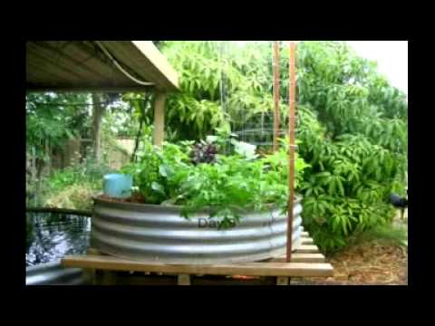 Plants - Backyard Aquaponics