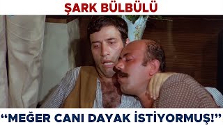 Şark Bülbülü Türk Filmi Şaban Mazlumun Yerine İşe Giriyor