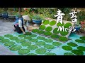 Xishuangbanna Moss - The Unique 