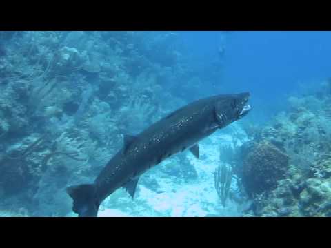Barracuda Devours Lionfish Barracuda Devours Lionfish klip izle