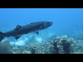 Barracuda Devours Lionfish klip izle