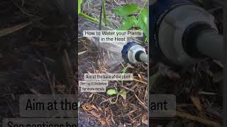 How To Water Your Plants Properly In The Heat