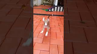 Pitbull Puppy Bully Puppy Playing
