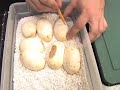 Title:snakebytestv- snake sex part 2 Description:showing you how we pull and incubate ball python, and corn snake eggs..