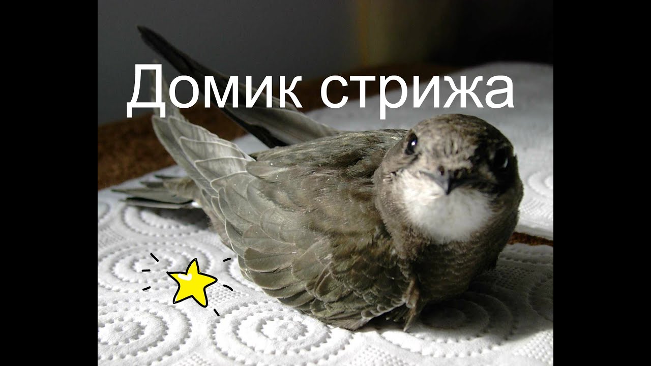 Как кормить птенца сокола в домашних условиях