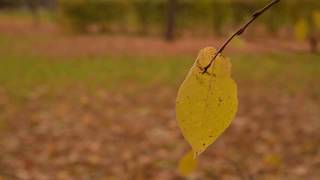 Футаж Осень, Одинокий Осенний Лист