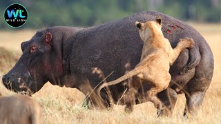Hippo Doentary Surviving In The Kingdom Of Brutal Predators Animals Doentary