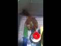 Видео Sebastopol gosling
