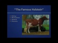 US Dairy Breeds - Holstein