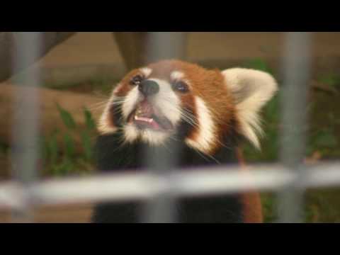 市川市動植物園のレッサーパンダ 2 [HD]