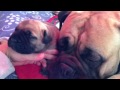 Bullmastiff Mum Son images Bullmastiff Mum Son