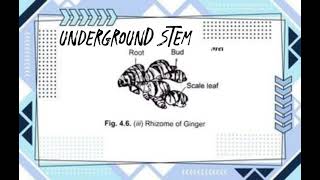 Underground Stem