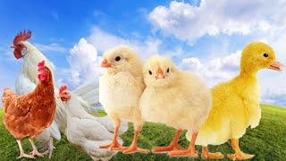 Animais Da Fazenda Aves Da Fazenda Som De Aves Bebê Na Fazenda Som Dos Animais