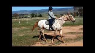 Watch Saddle Club The Sun Is Always Shining video