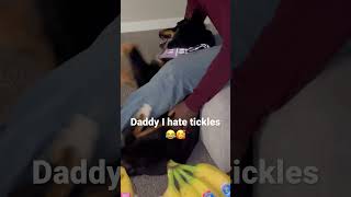 Nova Hates Being Tickled