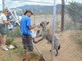 Laughing Hyenas