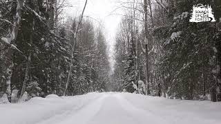 Звуки Снежного Леса, Падающий Снег, Потрескивание Деревьев