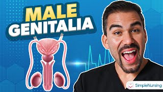Male Genitalia For Nursing Students Reproductive Health Essment