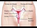 ¿Cómo es el sistema reproductor femenino? Parte I