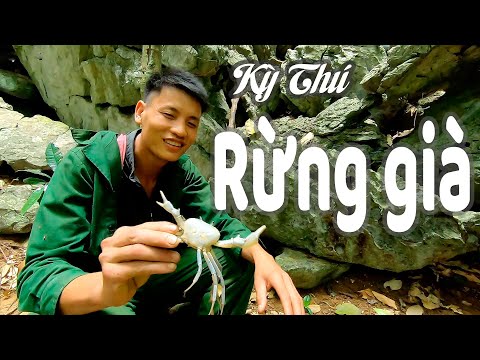 THỬ THÁCH SỐNG TRONG RỪNG - P1 - KHÁM PHÁ RỪNG GIÀ- NTQ Vlog my life