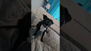 Staffordshire Bull Terrier Wednesday Six Mouths Old
