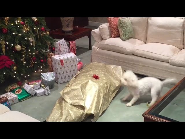 Dog Unwraps Owner for Christmas - Video