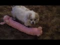 Sweetie Pie's New Toy