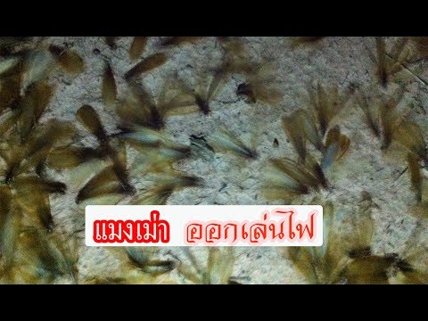 ดูกันชัด ๆ แมงเม่าออกจากรังปลวก มันจะไปไหนกัน เพราะเห็ดโคน ด้วยแมงเม่า | เกษตรกรชาวบ้าน