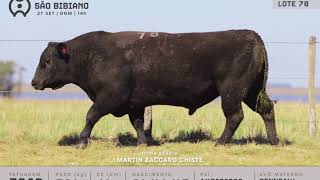 LOTE 78 - TOUROS ANGUS - LEILÃO VIRTUAL SÃO BIBIANO 2020