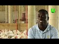 AYEKOO: UP CLOSE WITH A YOUNG GRADUATE FARMER AT ASANKRAGUA