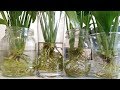 Growing Peace Lily (Spathiphyllum) in water Part 2 -... thumbnail