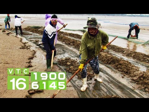 Thu hồi đất nuôi ngao làm dự án: Dân "kêu cứu" | VTC16
