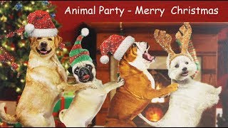 Funny Christmas Dog Video