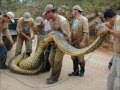 snake eating boy - anaconda se come a un hombre