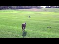 Dog Meets Wolf