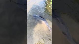 Village Ltd Desi Village Fishing River & Pond Catches Traditional Fishing