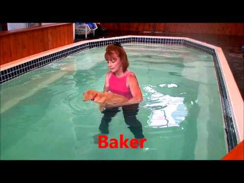 K9 Waves - Yellow Labrador Retriever Puppies Part 1