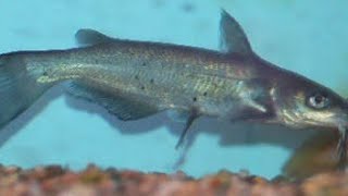 Blue Channel Catfish- CARE GUIDE
