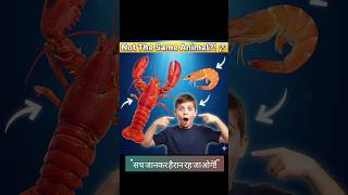 Lobster Vs Prawns Whats The Real Difference? Ocean Facts Shorts
