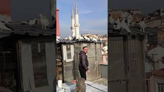 Karabaş Kelebek Kuslarimiz Çapar Kelebek Beyaz Kelebek Saya Kelebek