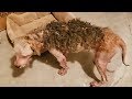 Rescue Cute Dog with Severely Mange and Had Given Up Hope Gets Recover